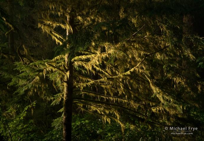 Lichen-draped spruce, Olympic NP, WA, USA
