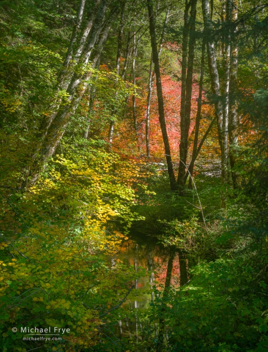 Maples, alders, and reflections, Olympic NP, WA, USA