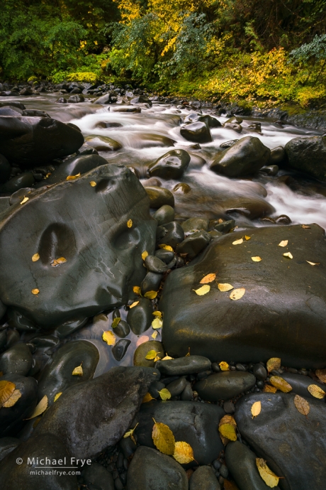 Rocks, leaves, and cascade, Olympic NP, WA, USA