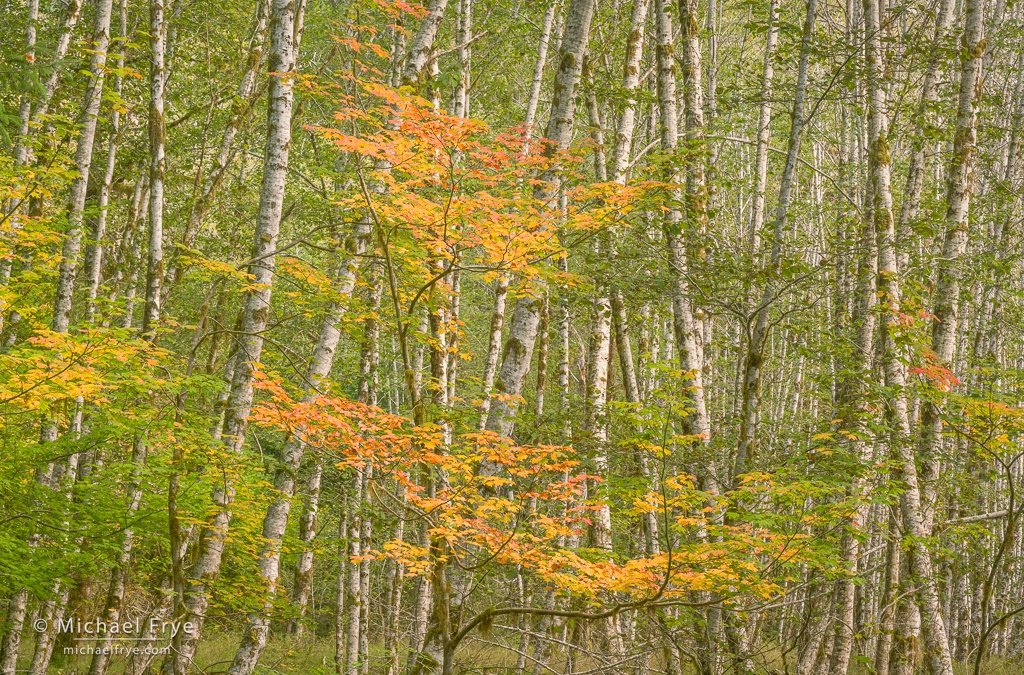 Olympic Autumn: Part Two