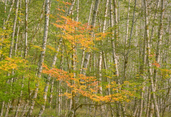 Vine maple and alders, autumn, Olympic NP, WA, USA