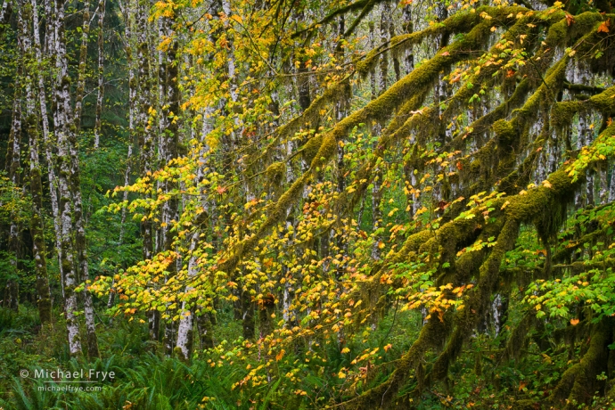 Vine maple with alders, Olympic NP, WA, USA