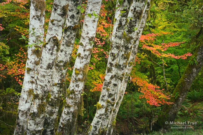 Vine maple with alders, Olympic NP, WA, USA