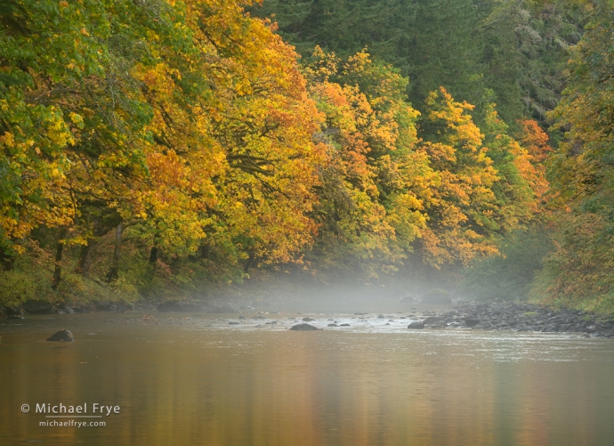 River with autumn maples, Olympic NP, WA, USA