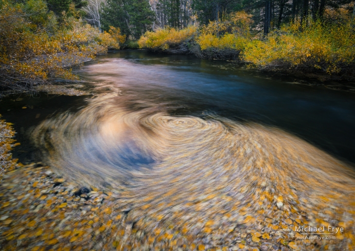 Swirling leaves, Inyo NF, CA, USA