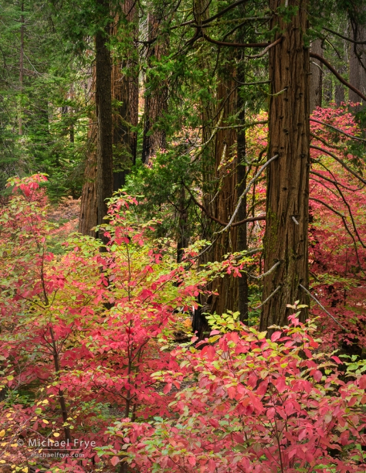 Dogwood understory in autumn, Yosemite NP, CA, USA
