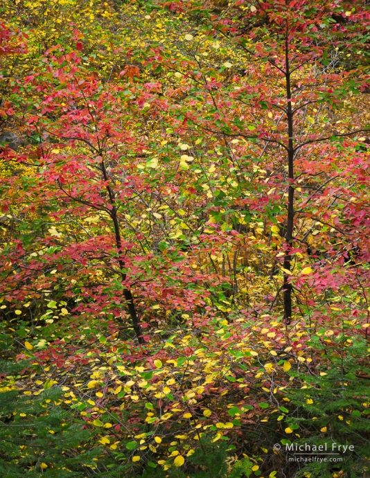 Autumn dogwoods, Yosemite NP, CA, USA