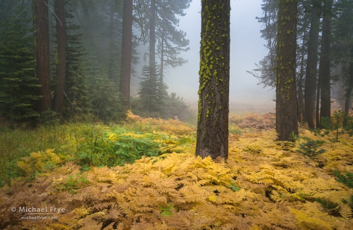 Ferns and white firs with fog, Yosemite NP, CA, USA