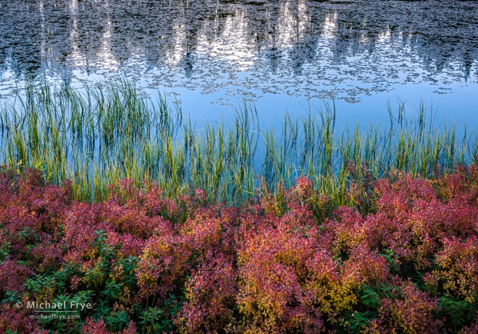 Pond with reeds and blueberry bushes, Yosemite NP, CA, USA