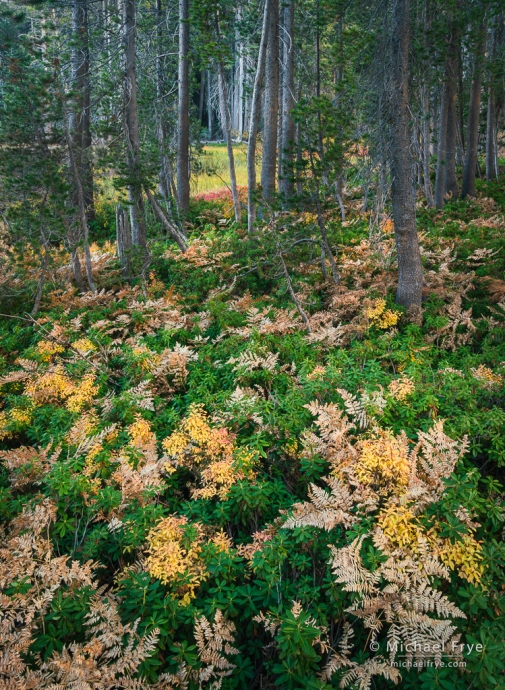 Forest with ferns and blueberry bushes, Yosemite NP, CA, USA