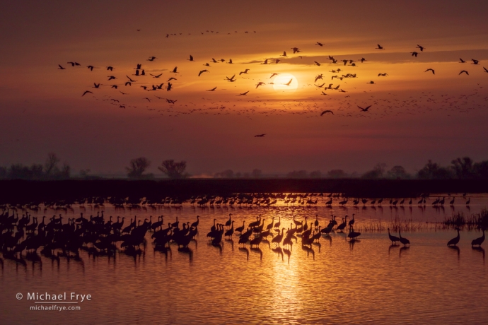 4. Sandhill cranes at sunrise, San Joaquin Valley, California