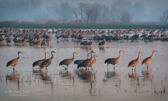 1. Sunrise light on sandhill cranes, San Joaquin Valley, California