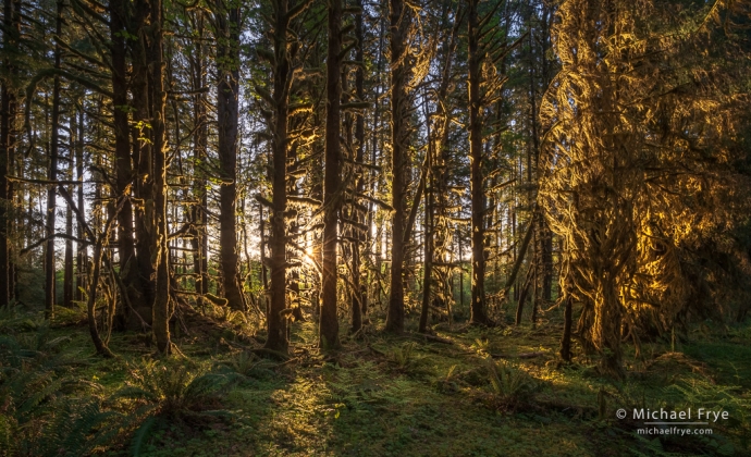21. Sun setting in a temperate rainforest, Olympic NP, Washington
