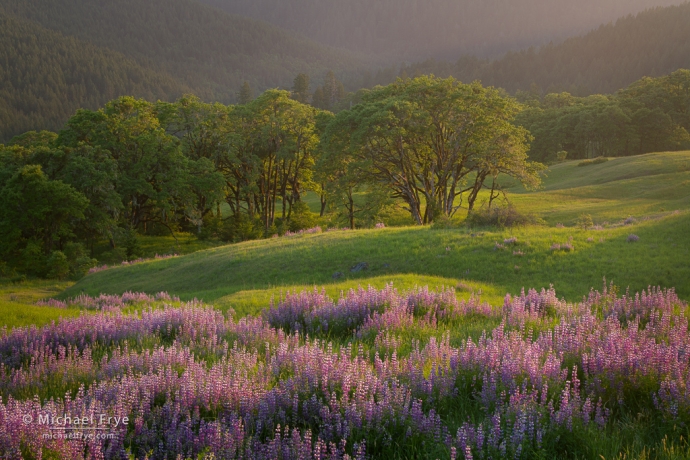 22. Evening light on lupines and oaks, Redwood NP, California