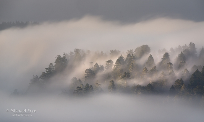 23. Trees and fog, northern California coast