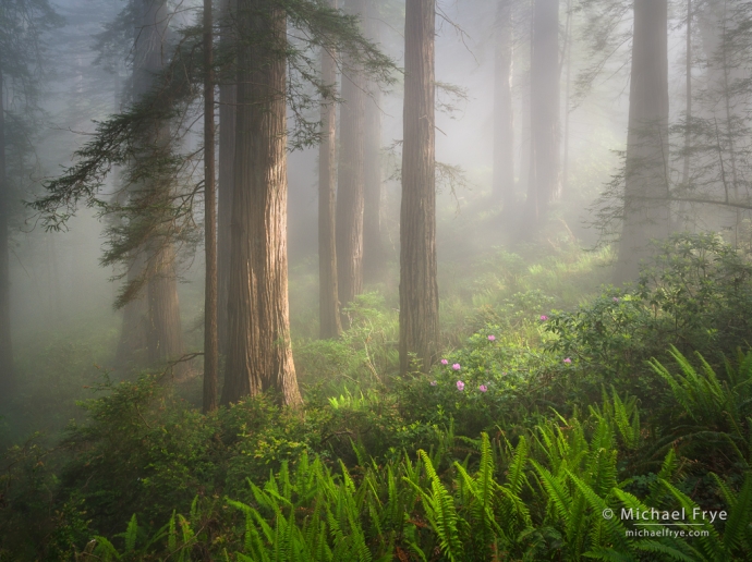 24. Redwoods, ferns, and rhododendrons, northern California coast