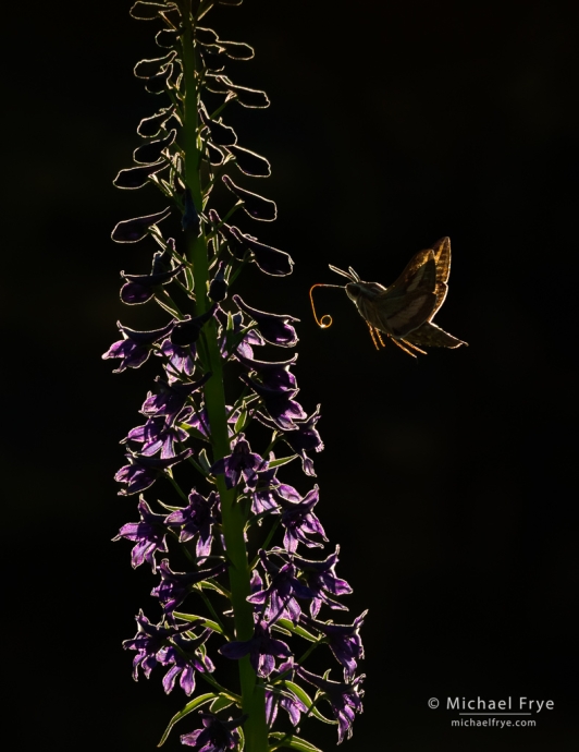 29. White-lined sphinx moth and larkspur, Yosemite NP, California