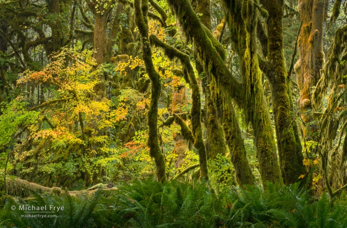 30. Vine maples and big-leaf maples, autumn, Olympic NP, Washington