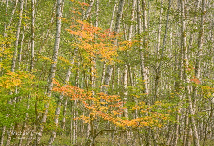 31. Vine maple and alders, autumn, Olympic NP, Washington