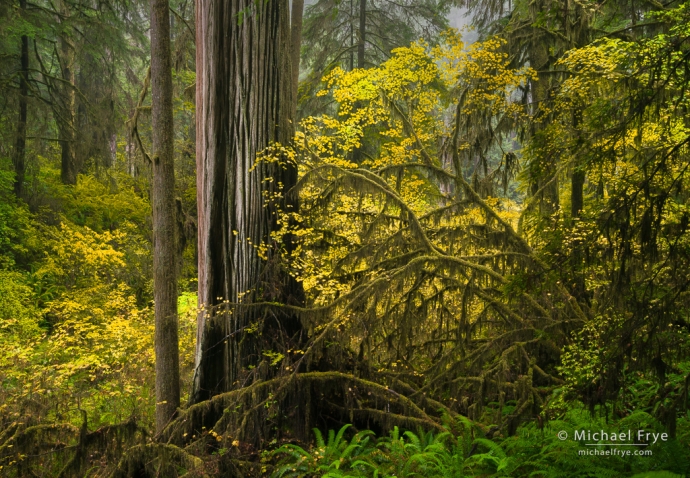 Redwoods and vine maples, northern California, USA