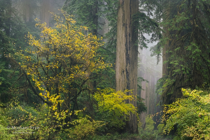 Redwoods and vine maples in fog, northern California, USA