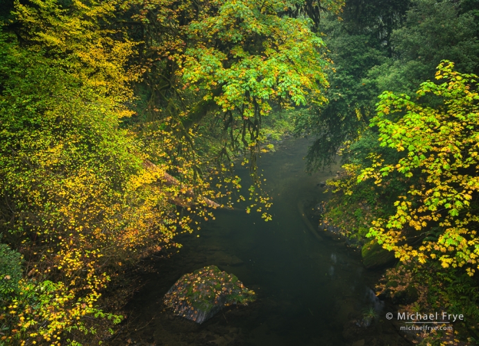 Creek with vine maples and big-leaf maples, northern California, USA