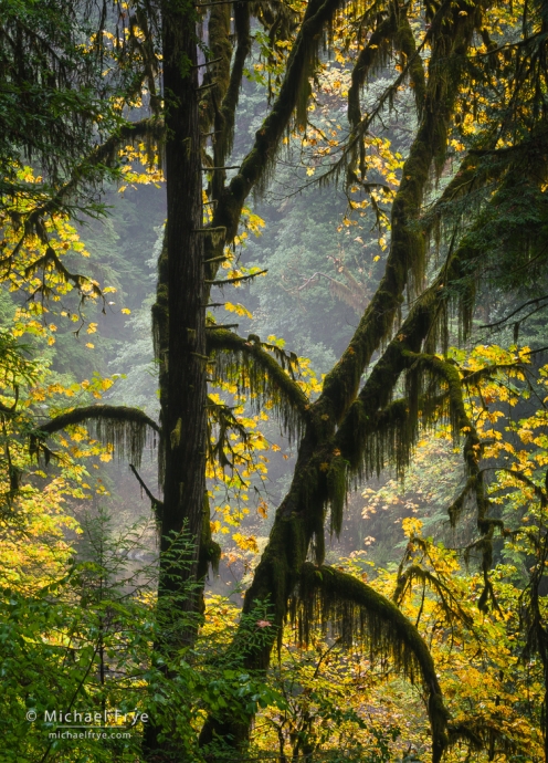 Big-leaf maple, northern California, USA