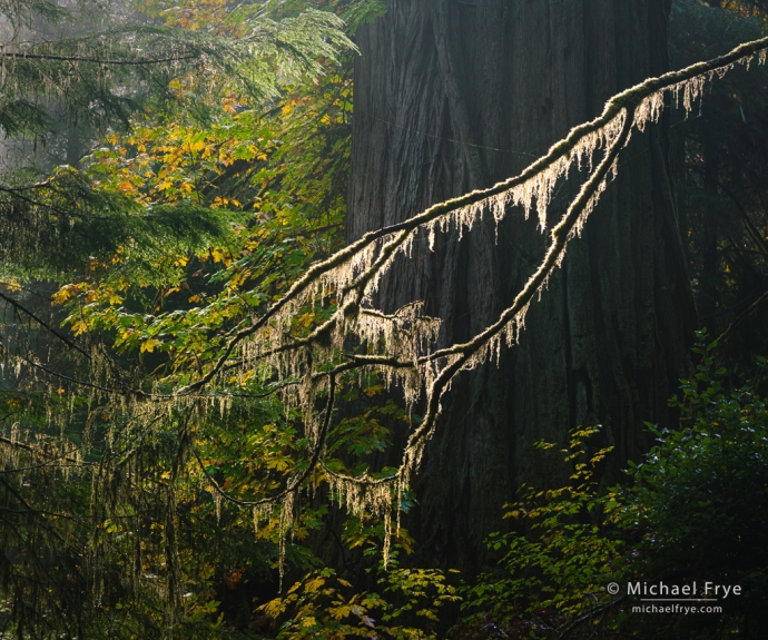 Maple, redwood, and backlit lichen, northern California, USA