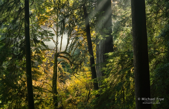 Redwood, maple, firs, and sunbeams, northern California, USA