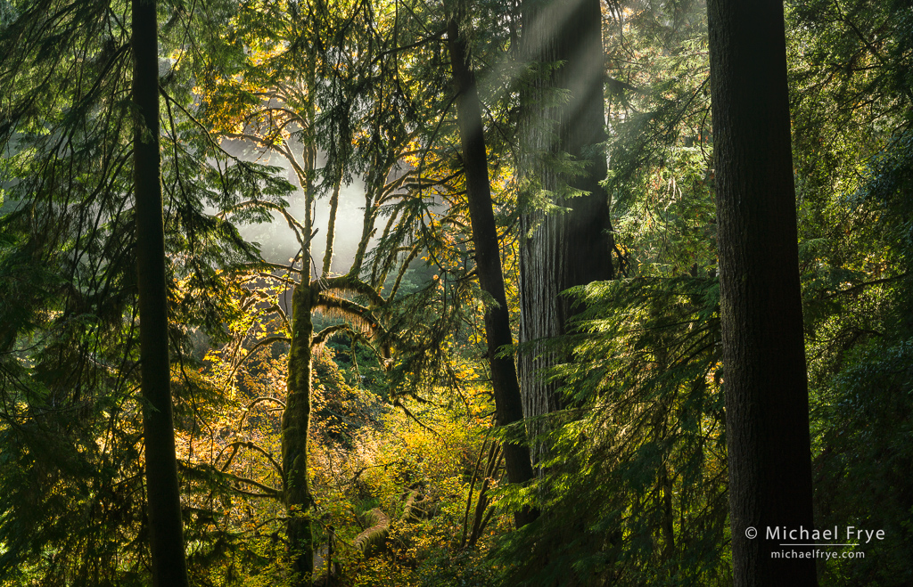 Autumn in the Redwoods Michael Frye Photography