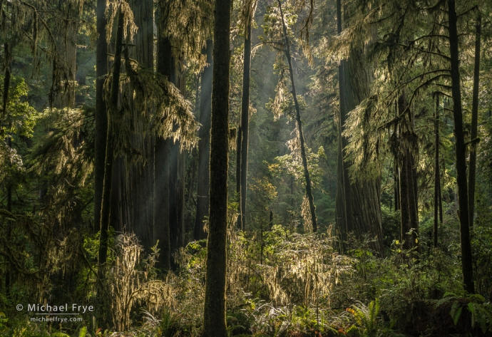 36. Backlit redwoods and firs, northern California