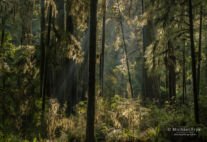 Backlit redwoods and firs, northern California, USA