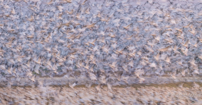 2. Snow geese taking flight, San Joaquin Valley, California