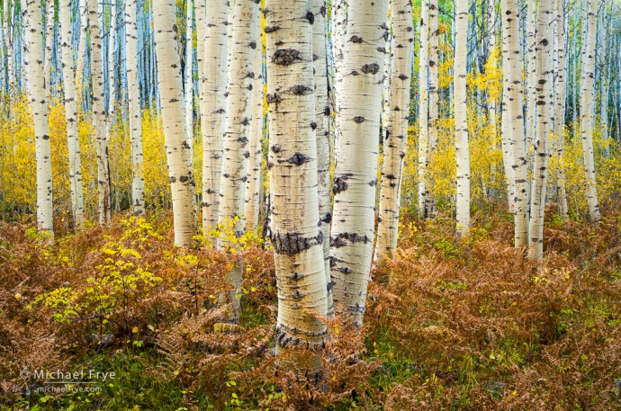 Aspens and ferns, autumn, Grand Mesa-Uncompahgre-Gunnison NF, CO, USA