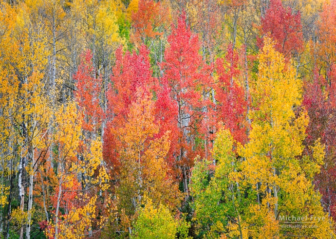 Aspen kaleidoscope, Uncompahgre NF, CO, USA