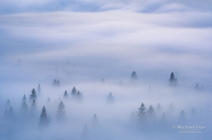 Trees and waves of fog, Yosemite NP, CA, USA