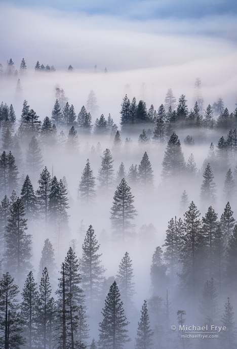 Fog and tree patterns, Yosemite NP, CA, USA