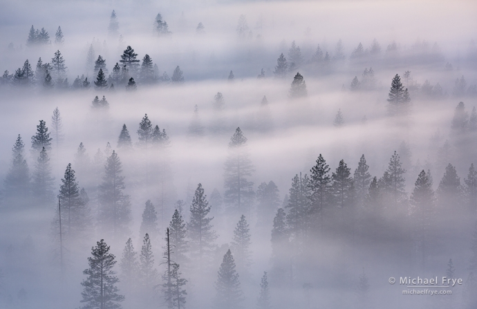 Trees and layers of fog, Yosemite NP, CA, USA