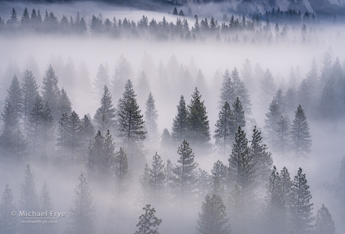 Trees in fog, Yosemite NP, CA, USA