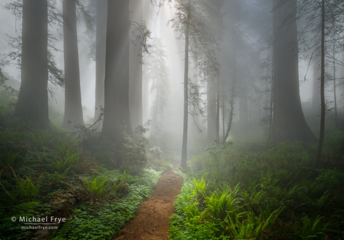 Trail through redwoods in f og, northern California coast, USA