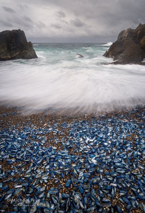Velella velella (by-the-wind sailors) washed up on a small beach, Point Lobos State Reserve, CA, USA