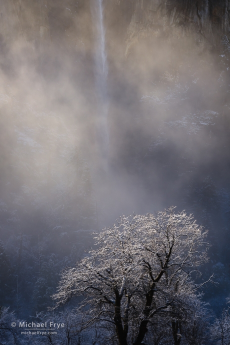 Oaks, mist, and Bridalveil Fall, Yosemite NP, CA, USA