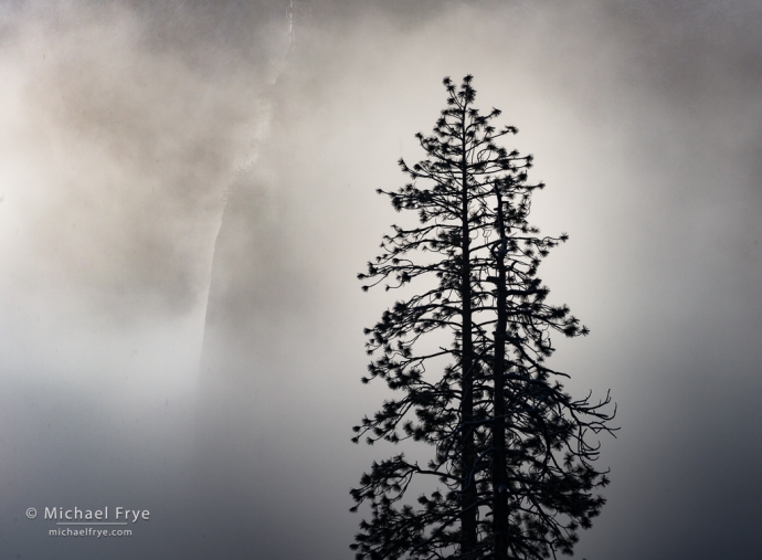 Pines, mist, and Lower Cathedral Rock, Yosemite NP, CA, USA