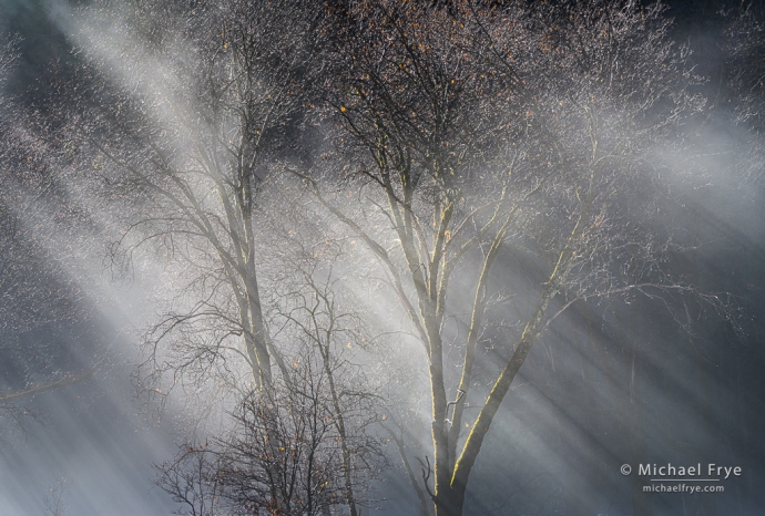 Oaks and sunbeams, Yosemite NP, CA, USA