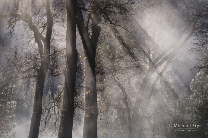 Oaks and mist, Yosemite NP, CA, USA