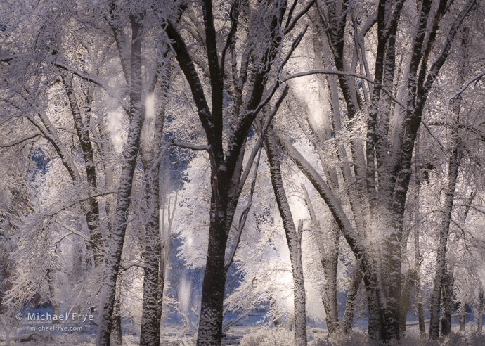 Snow falling from oaks, Yosemite NP, CA, USA
