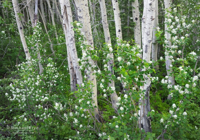 Aspens and serviceberry flowers, Grand Teton NP, WY, USA