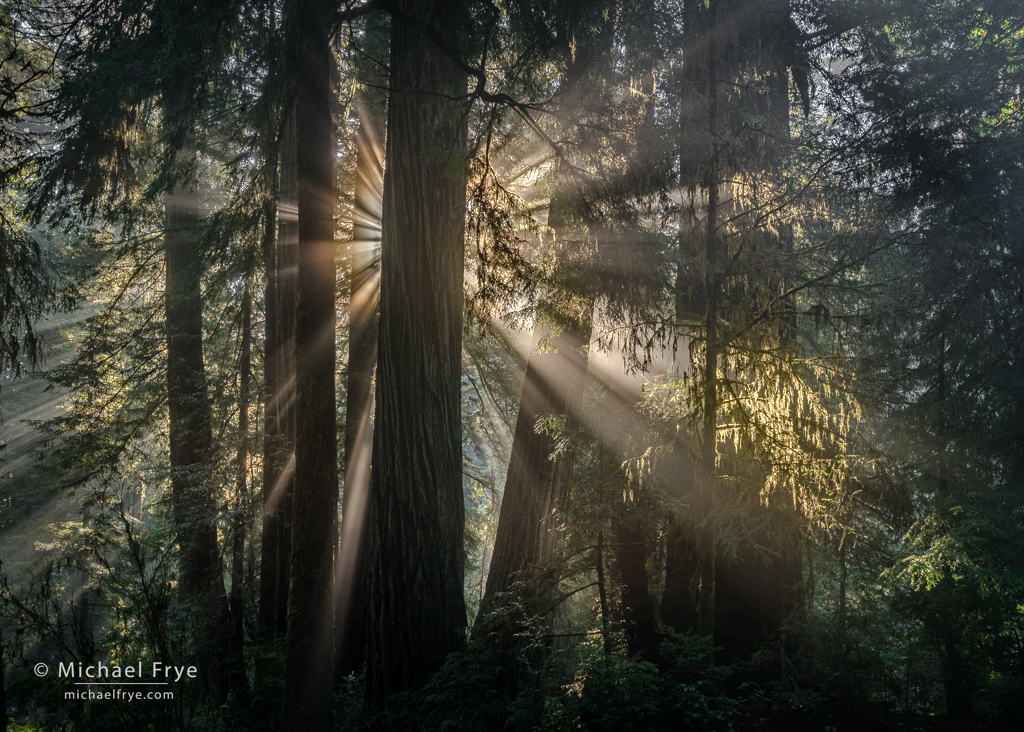 Sunbeams in a redwood forest, northern California, USA
