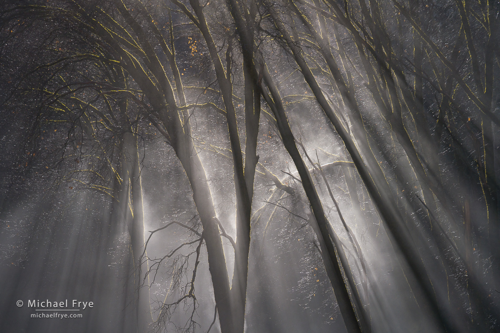 0224-61083 Oaks and sunbeams, Yosemite NP, CA, USA