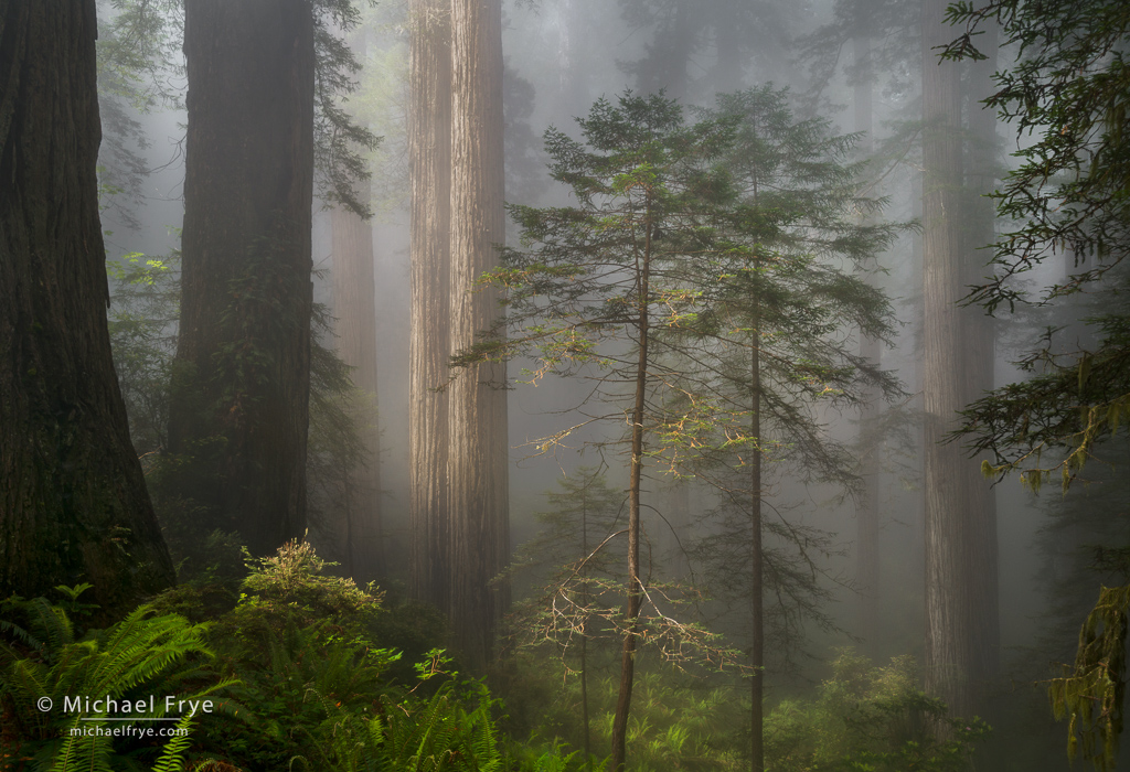 0219-10856 "Twins" - sun breaking through fog in a redwood forest, northern California, USA